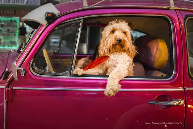 8. Comedy Pet Team Favourite_Mehmet Aslan_Chauffeur Dog