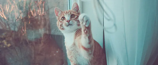 catmageddon