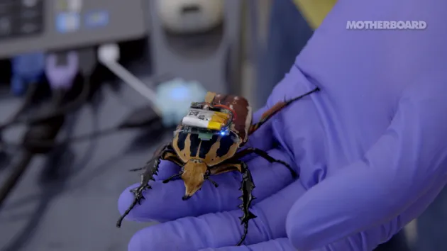 Cyborg-Insect_1