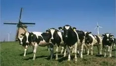 dutchcowboys-lanceert-dutch-startups.jpg