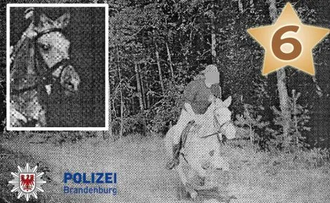 geflitst-paard