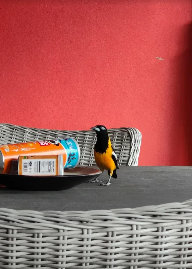 Google Pixel Vogel