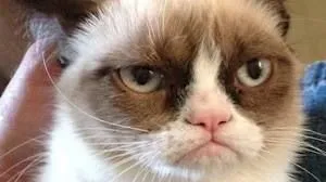 grumpy-cat-en-bob-de-boxer-populair-op-s.jpg