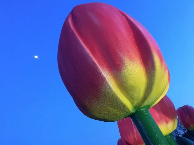 Foto gemaakt met iPhone 6S (Auto setting)