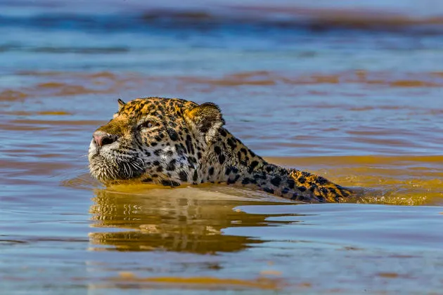 JaguarVsCroc_11