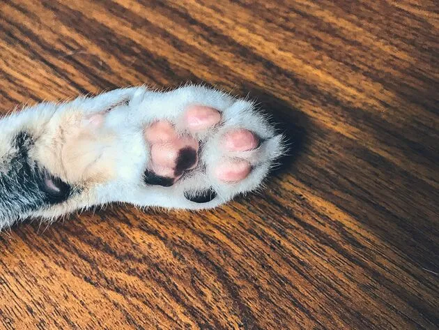 <em>Katten zweten via de kussens onder hun poten<\/em>