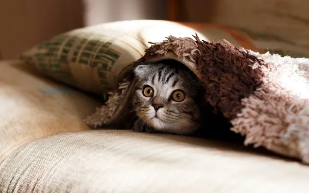 katten in de bioscoop