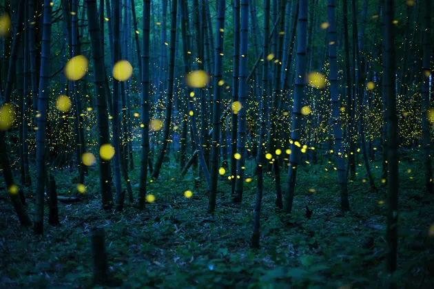 kei nomiyama japan shortlist open low light 2016
