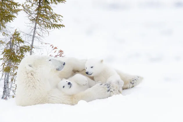 <em><em>Kingdom of the Polar Bears<\/em> kijk je vandaag om 19.00u op National Geograhic<\/em>