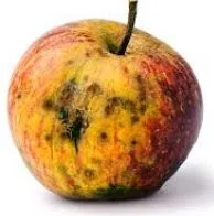 massa-ontslag-bij-apple.jpg