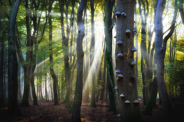 <em>Het Speulderbos, Barneveld<\/em>