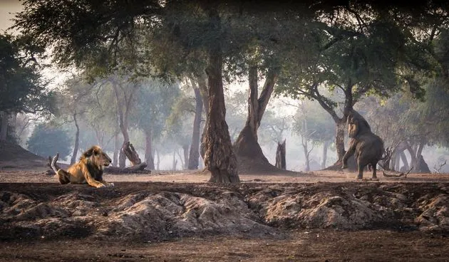 Magic Mana Pools \u00a9 Marit van Meekeren.