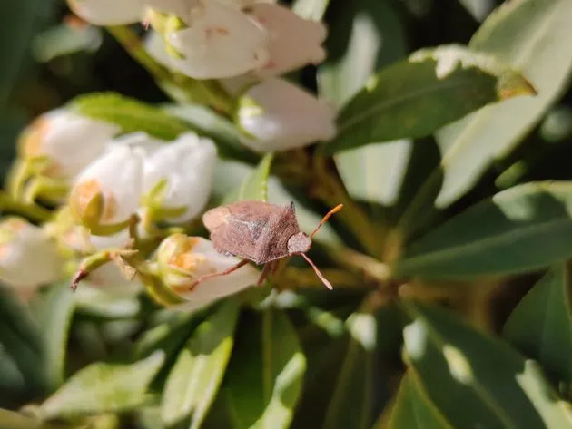 OnePlus8pro1