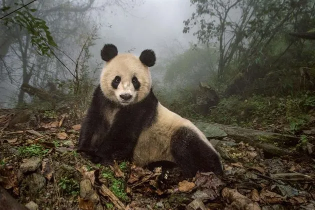 \u00a9 National Geographic. Photo by Ami Vitale.