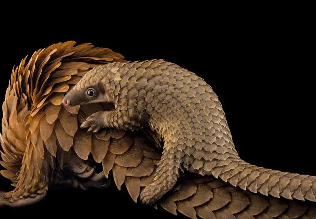 \u00a9 National Geographic. Photo by Joel Sartore.