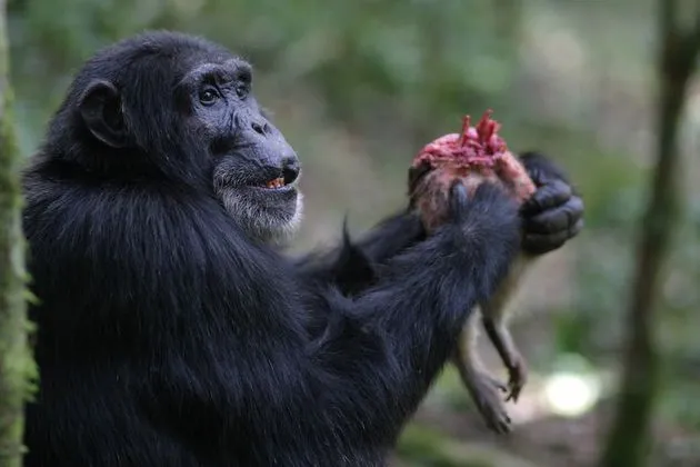 Rise Of The Warrior Apes