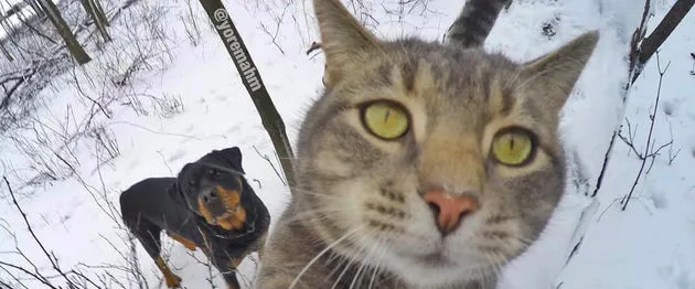 selfiekat