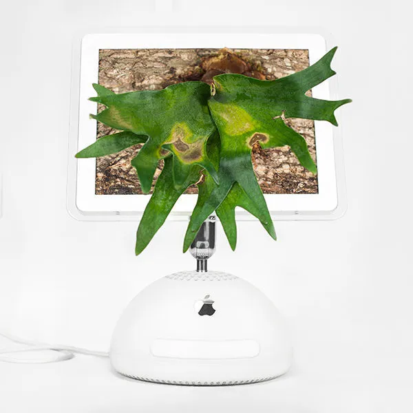 <em>Monsieur Plant \u00a9 2017<\/em>
