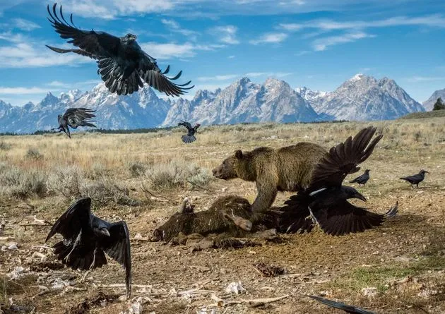\u00a9 National Geographic. Photo by Charlie Hamilton James.
