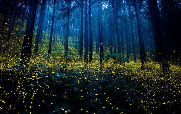 vuurvliegjes-japan-1