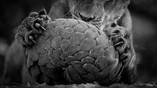 \u00a9 Lance Van De Vyver\/ Wildlive Photographer of the Year