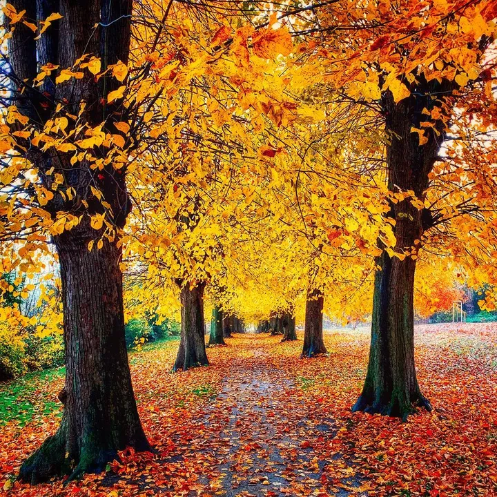 43575717 1935196289923036 3649364960064597481 n