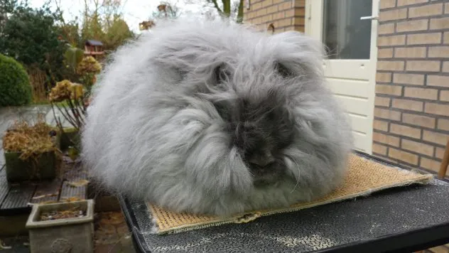 angorakonijn angorakonijnnll