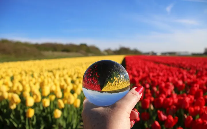 bollen in glazen bol gieny westra 1024x641