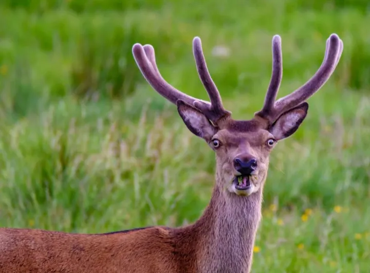 comedy wildlife photography awards finalists 2018 2 5b9b5755776a5 880