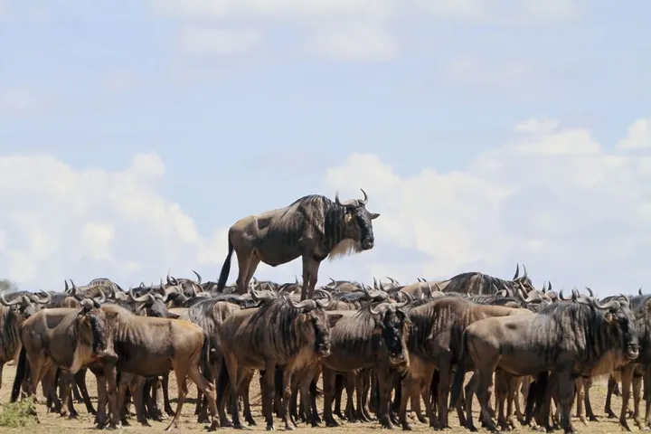 comedy wildlife photography awards winners 2017 14 5a33d74665915 880