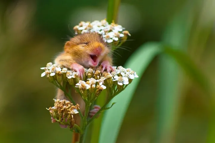 comedy wildlife photography awards winners 2017 2 5a33d728332ff 880