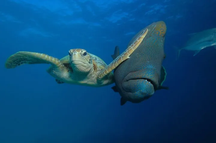 comedy wildlife photography awards winners 2017 4 5a33d72c74f06 880
