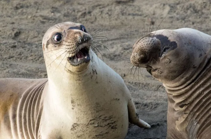 comedy wildlife photography awards winners 2017 9 5a33d73c56747 880