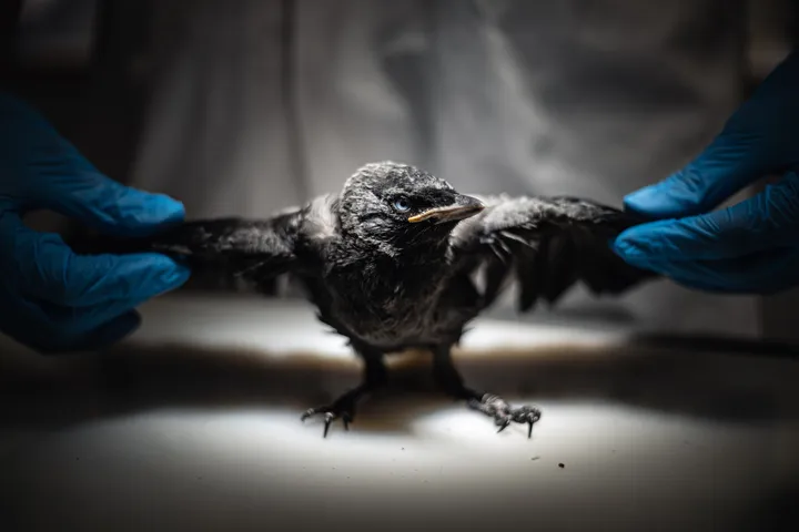 dier 1 botsingen tussen mens en dier tijmen berens 0 full