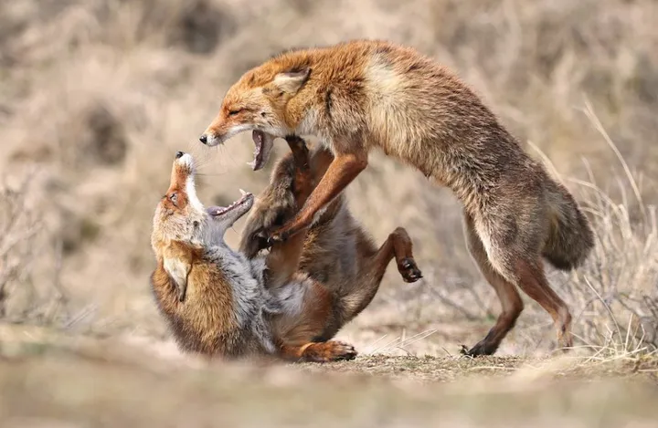 disagreement meningsverschil wiggert vooijs 1024x667