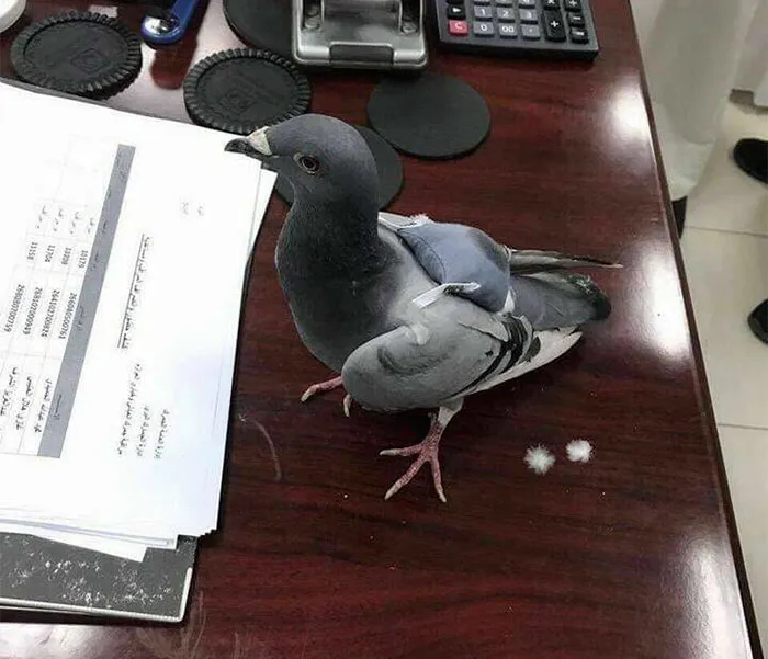 ecstasy drug smuggling pigeon iraq kuwait 5926d786adf83 700