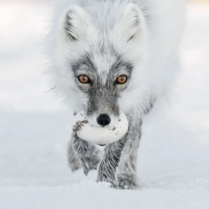 finalists wildlife photographer of the year 2017 13 59ba29530f947 880