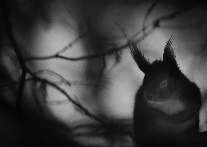 finalists wildlife photographer of the year 2017 2 59ba295a1595b 880