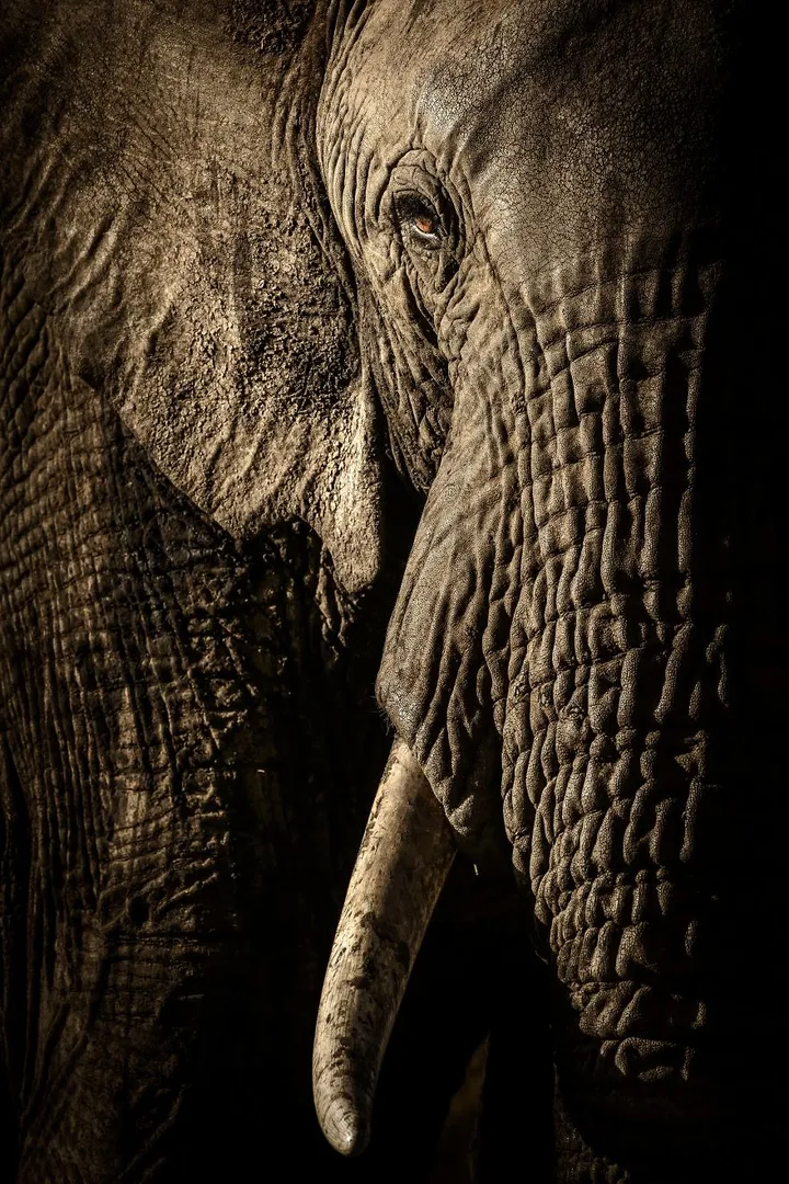 finalists wildlife photographer of the year 2017 4 59ba29613e834 880