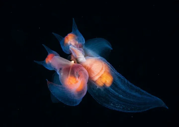 finalists wildlife photographer of the year 2017 6 59ba293d45d44 880