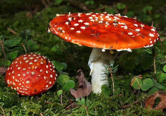 fly agaric