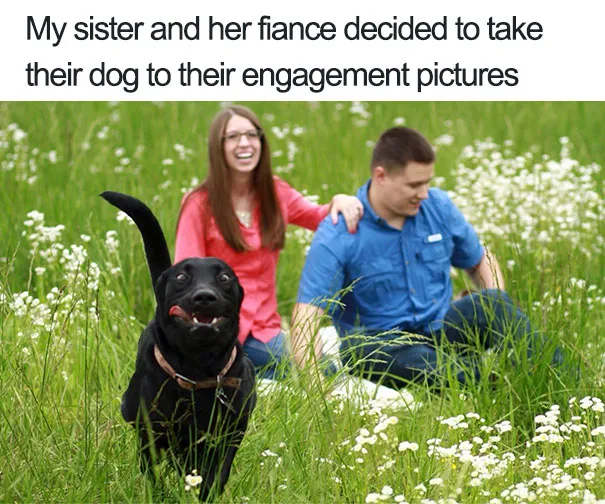 funny dog photobombs 100 58f0861239566 605