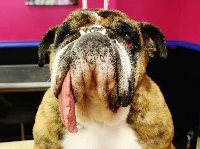 it was the winner of the ugly dog of 2018 and he is totally adorable 5b3042754f2d6 700