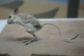 jerboa flickr 1