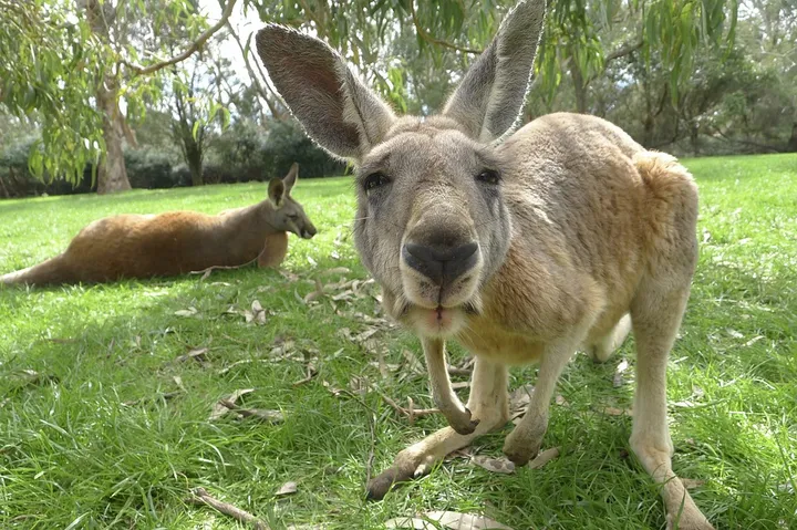 kangaroo 1186177 960 720