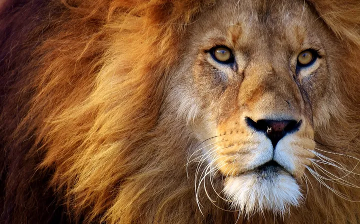 lion 3049884 1280