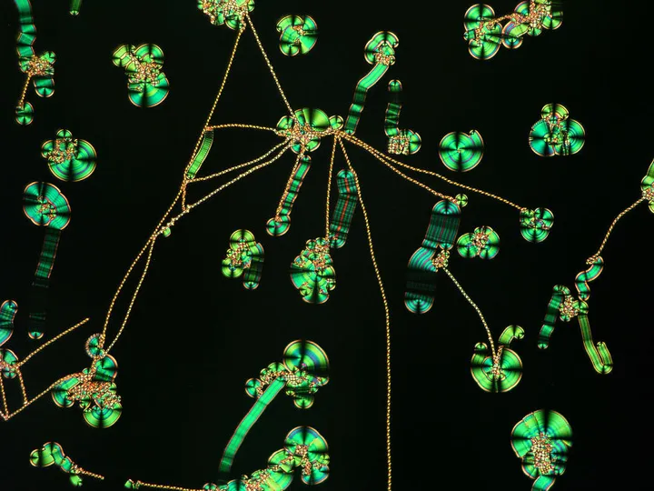 nikon small world photomicrography competition 2017 winners 59db20c35ed6e 880