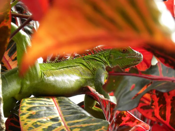 onverwachte ontmoeting leon van meegersen 1024x768