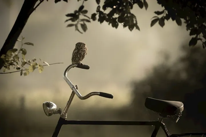 steenuil op fiets mark koeleman 1024x683