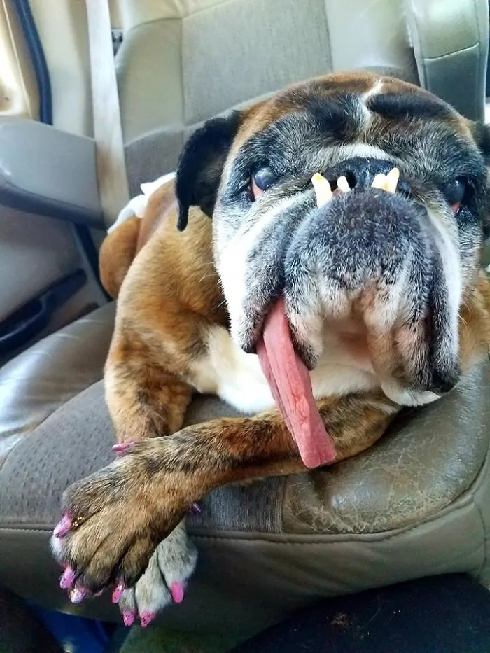 the ugliest dog of 2018 was introduced and he is totally adorable 5b30d6c0d00c7 700